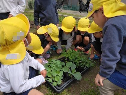 野菜の苗をみている