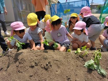 植え方を実際にやって見せている