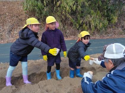 ジャガイモ植え