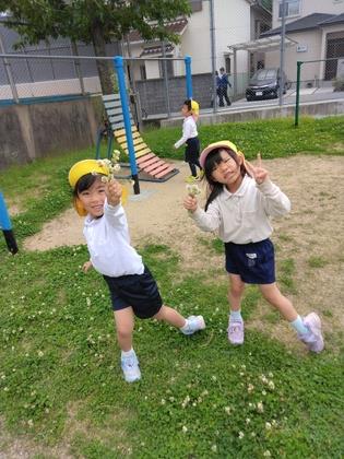 シロツメクサをとっている