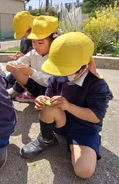 エンドウ豆の筋を取っている