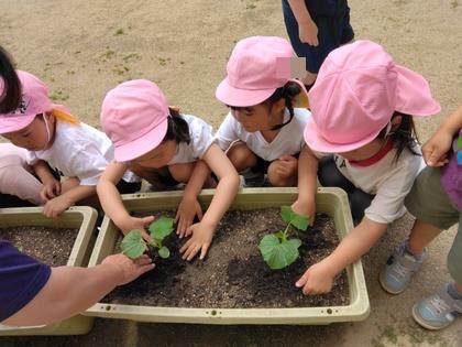 年少組が苗を植えている