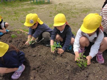 苗を植えている