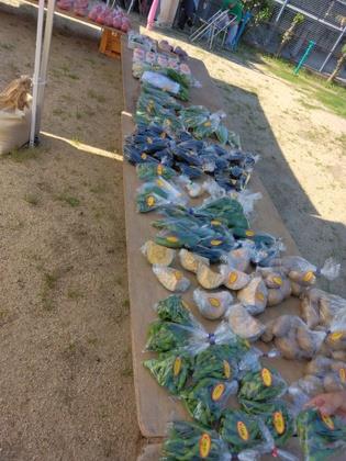 とれたて野菜の数々