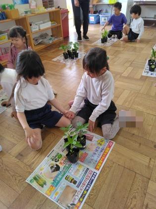 植える苗を探している
