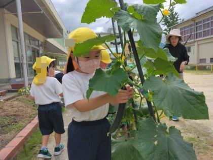 野菜の生長