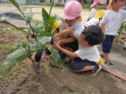 野菜収穫