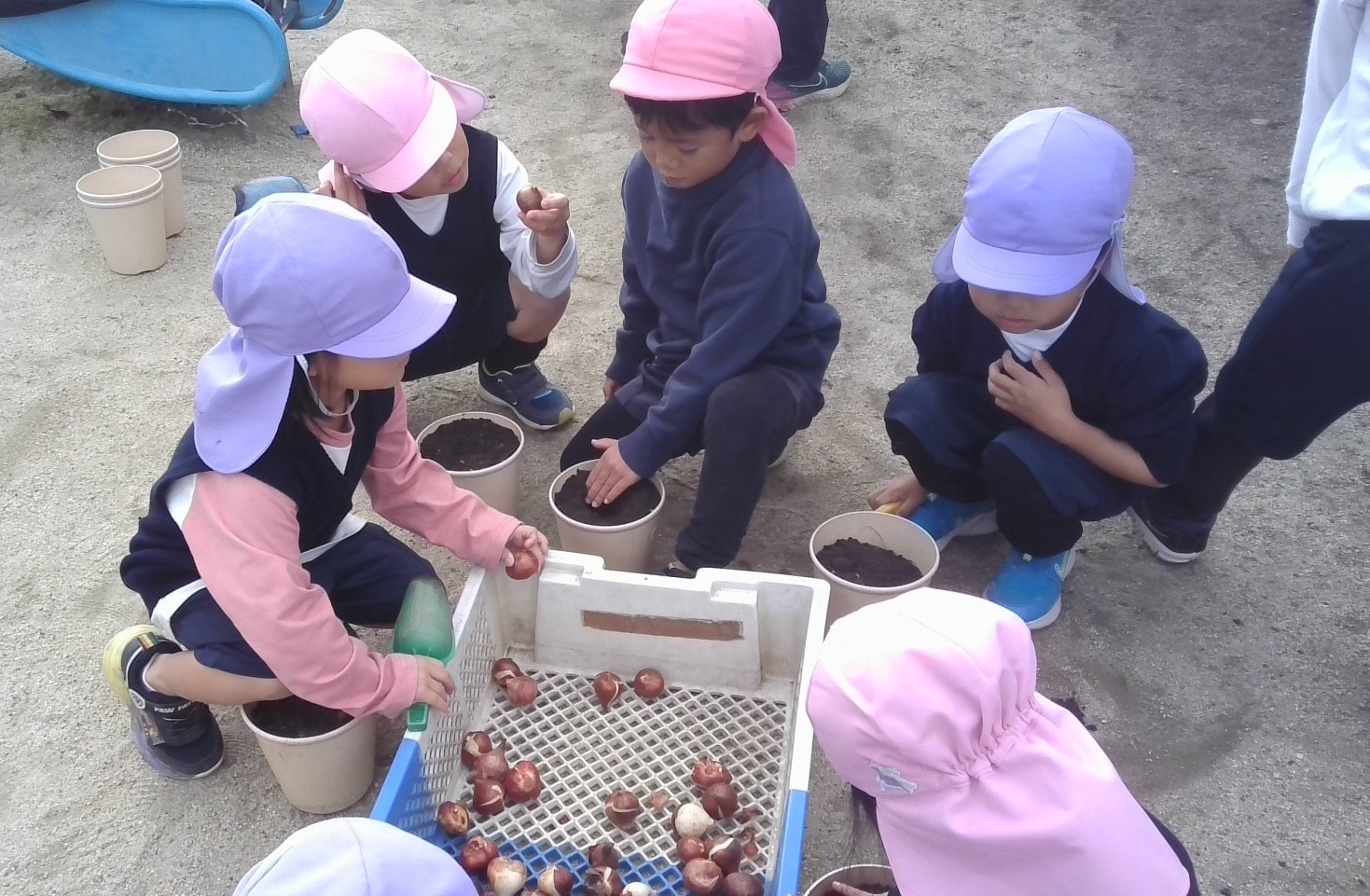 チューリップ植え