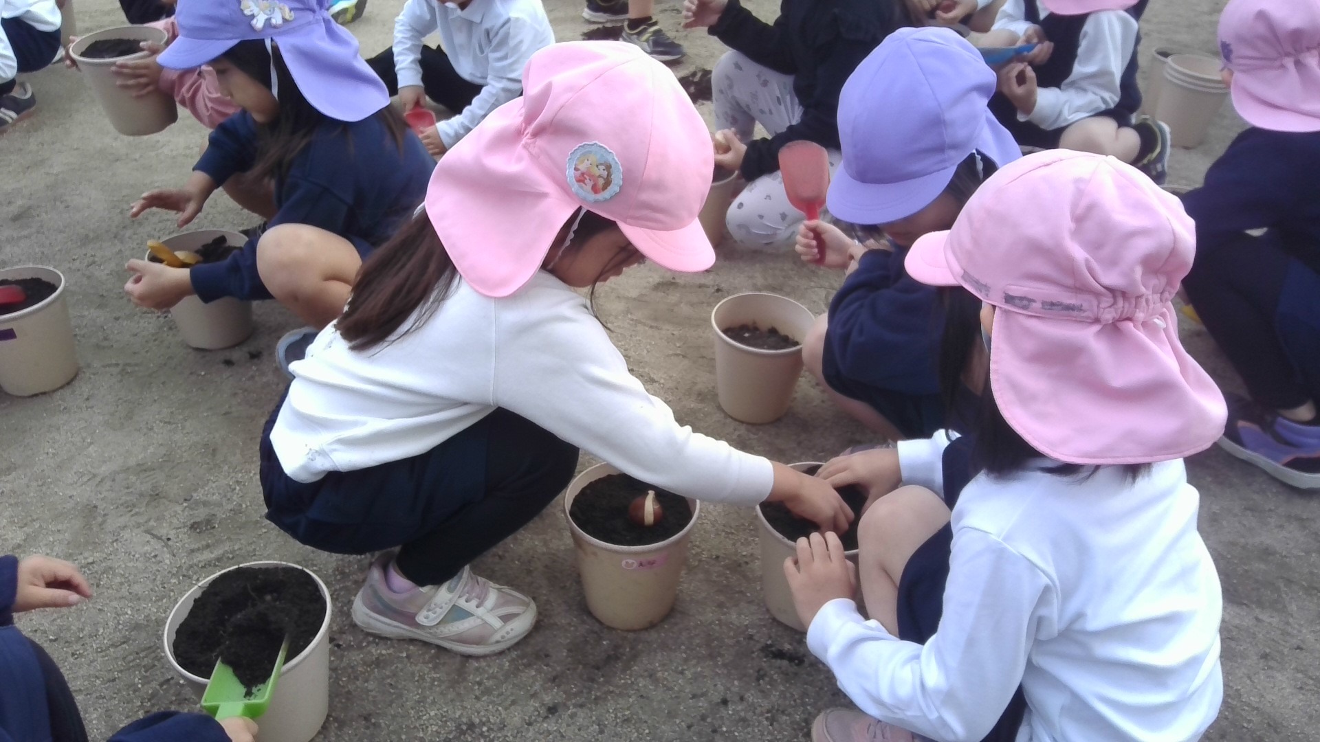 チューリップ植え