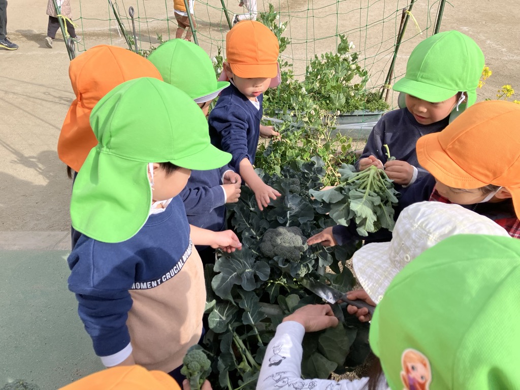 ブロッコリーの収穫