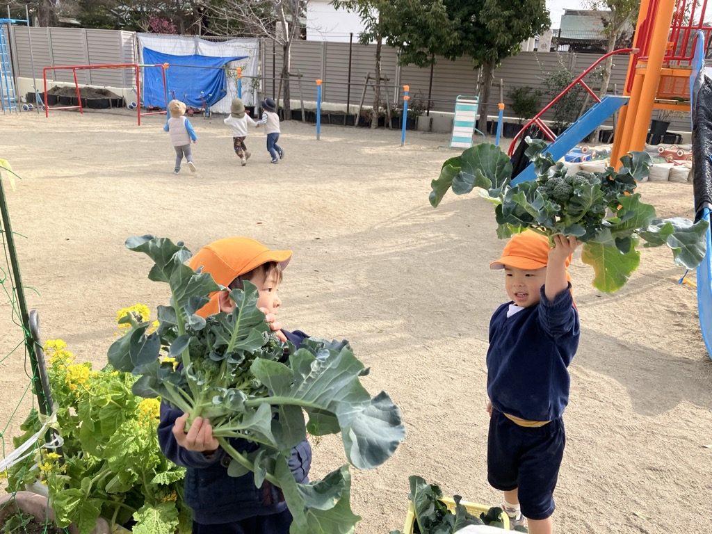 ブロッコリーの収穫