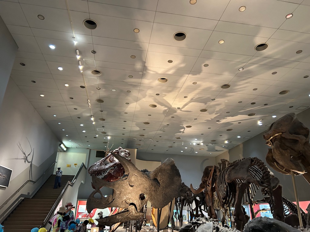 恐竜の骨の展示