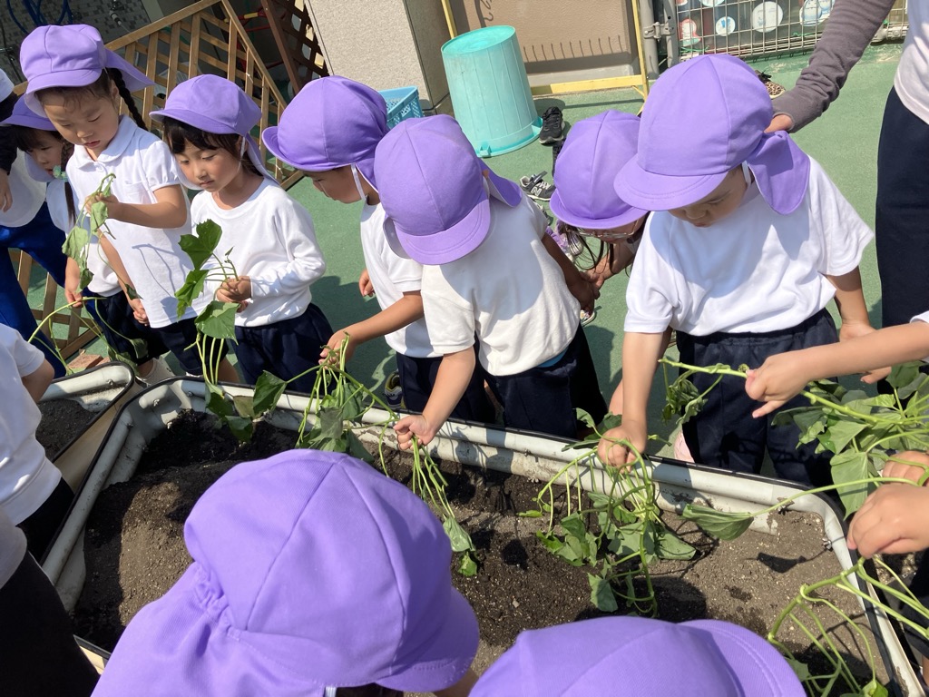 さつまいも植え